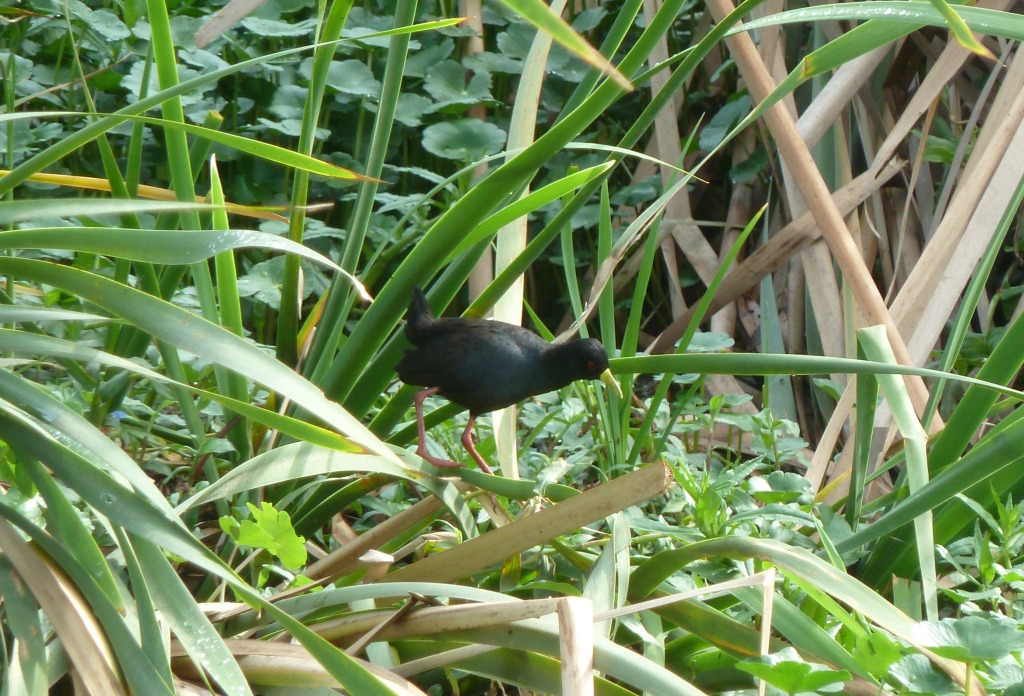 Black Crake