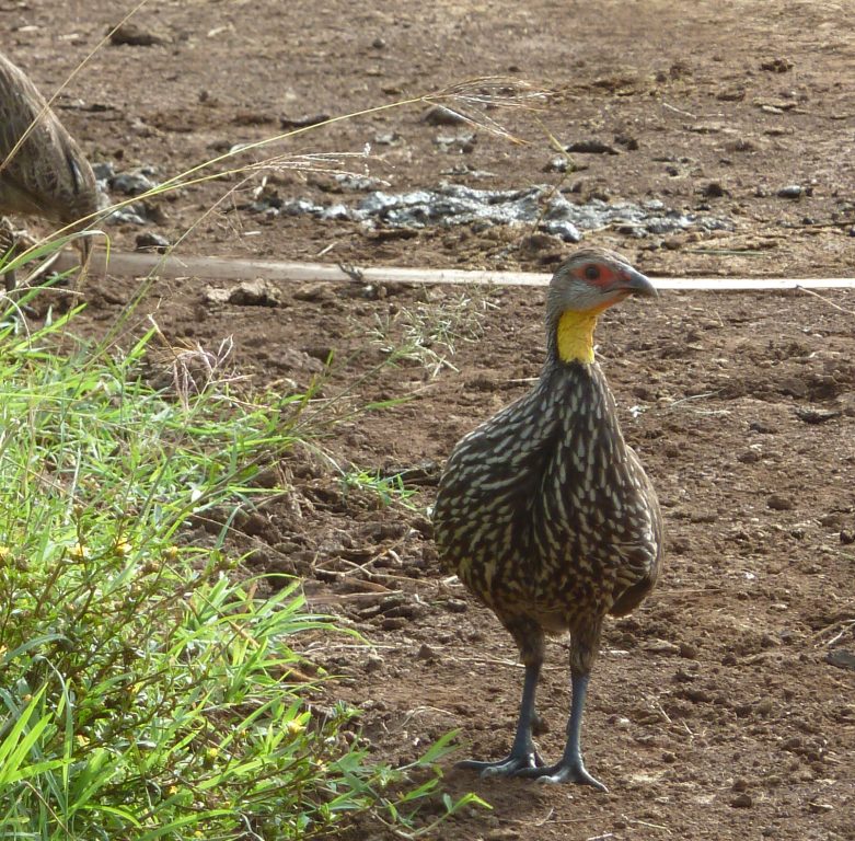 Yellow-necked Spurfowl