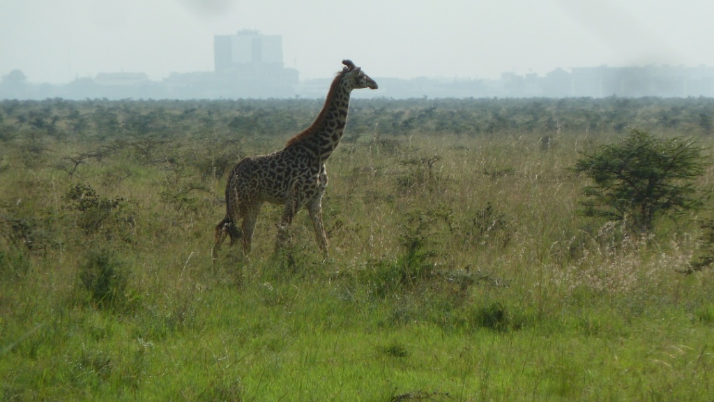 The Nairobi skyline provides a backdrop for the wildlife in Nairobi National Park.