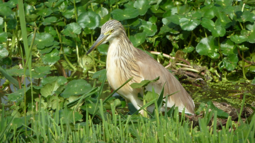 Squacco