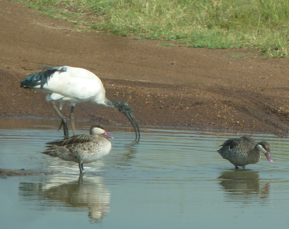 Sacred Ibis and Red-billed Teal in a pool covering the road.