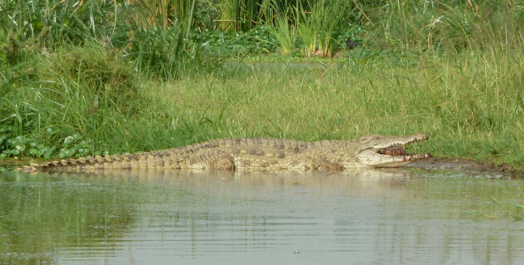 A ten-foot crocodile finishing off a 3-foot catfish. -M. Ludkin