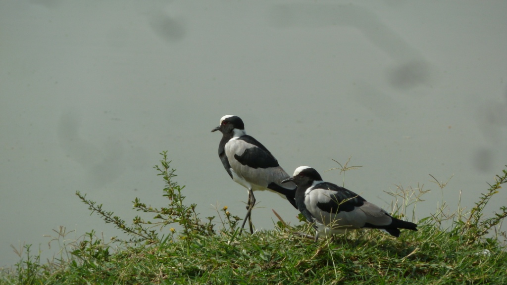Blacksmith Plovers