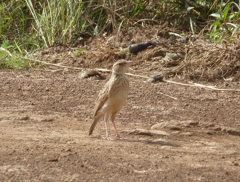 Red-throated Pipit
