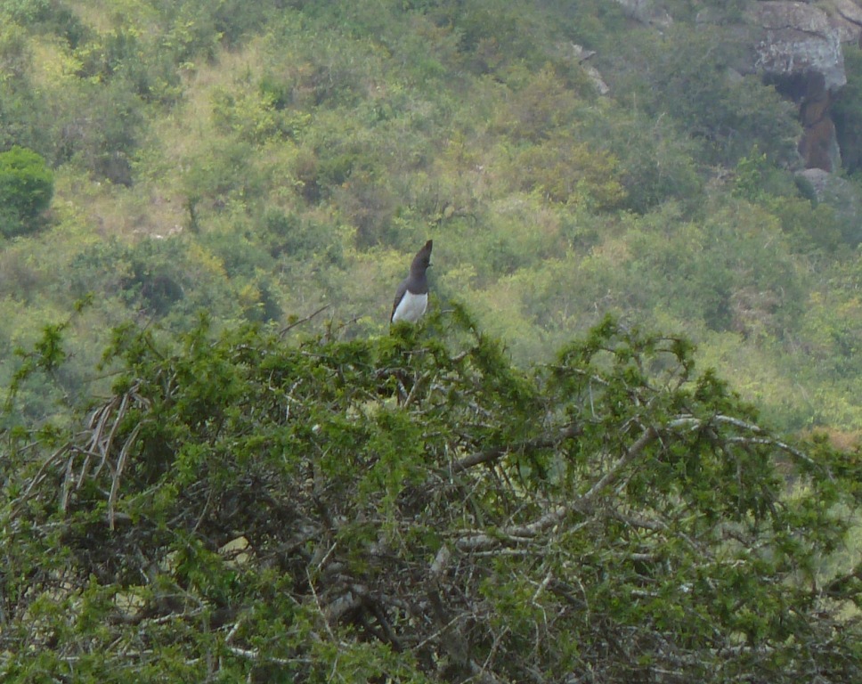 White-bellied Go-away Bird