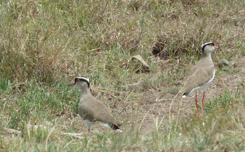 Crowned Plovers