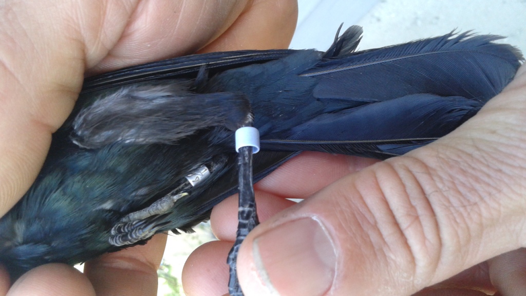 The light blue plastic band was applied in Spring of 2014. -S. Strachan