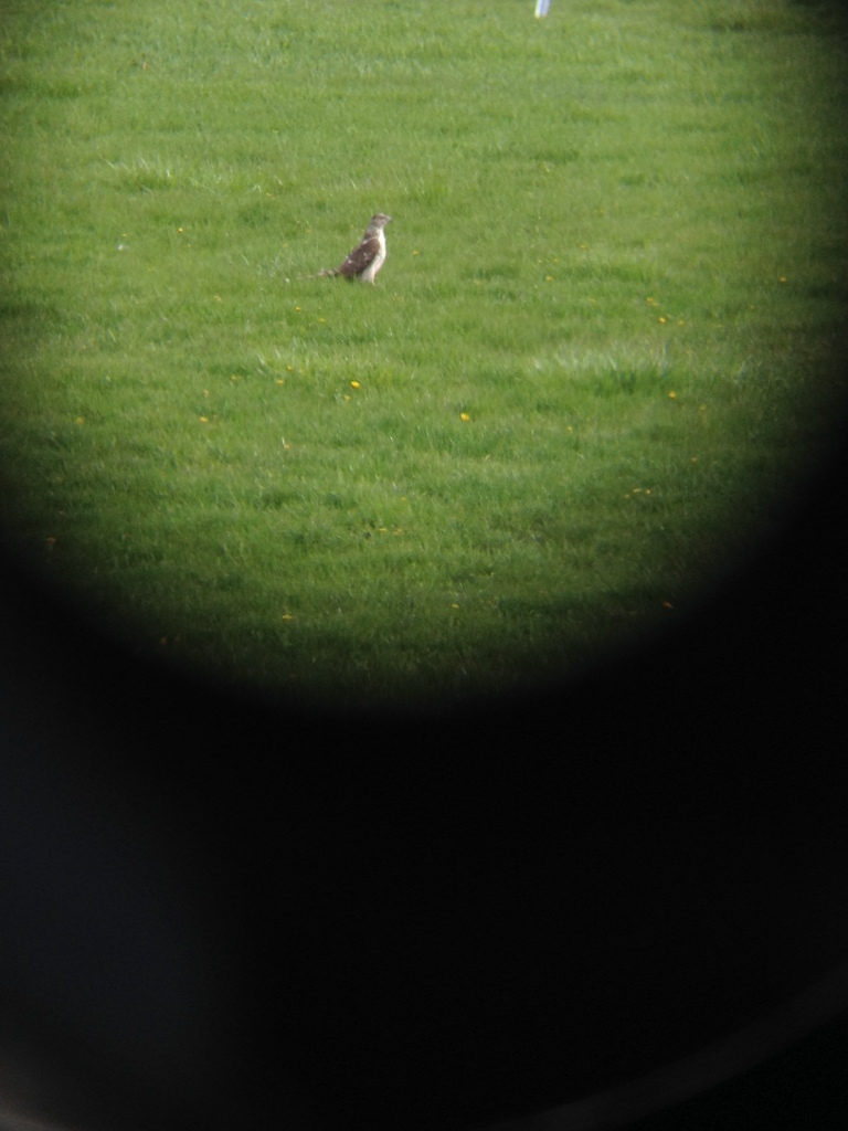 Cooper's Hawk taken through the lens of a pair of binoculars. -J. Chard