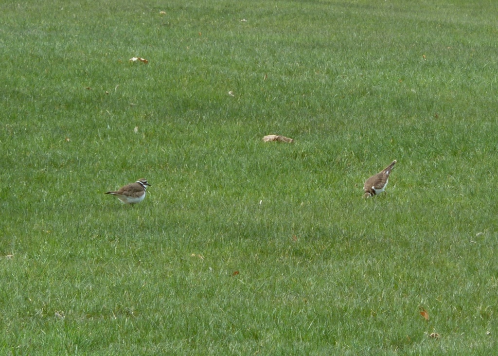 On Saturday the Killdeer were back in the area of their old nest, searching through the grass for anything to eat.