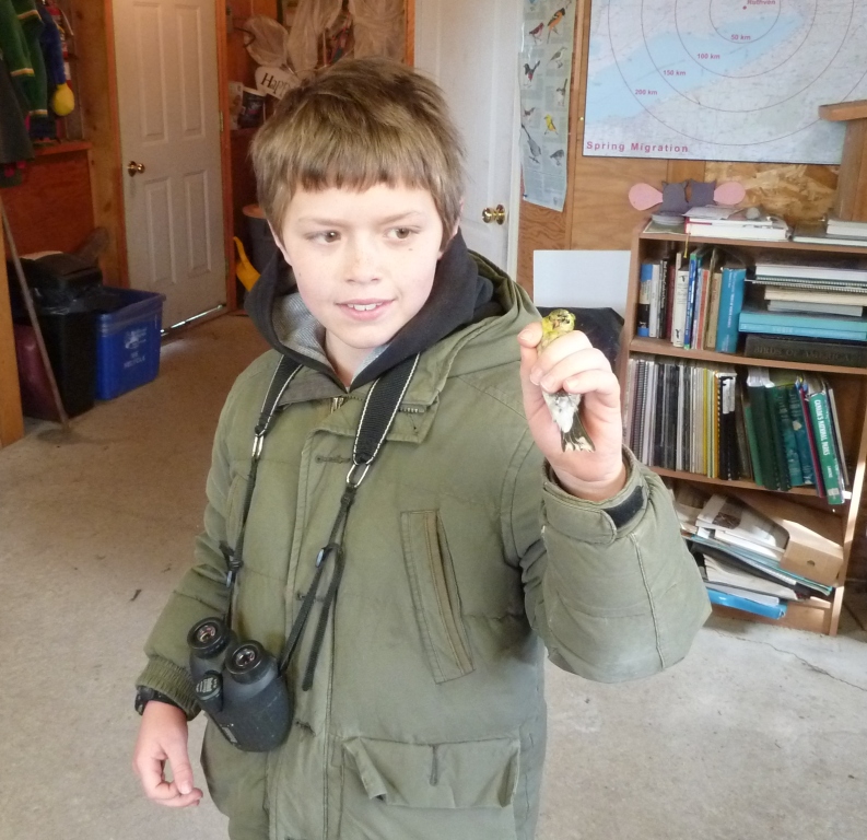 Micah showing off an American Goldfinch he has just banded. Goldfinches have been numerous, hitting the feeders hard.