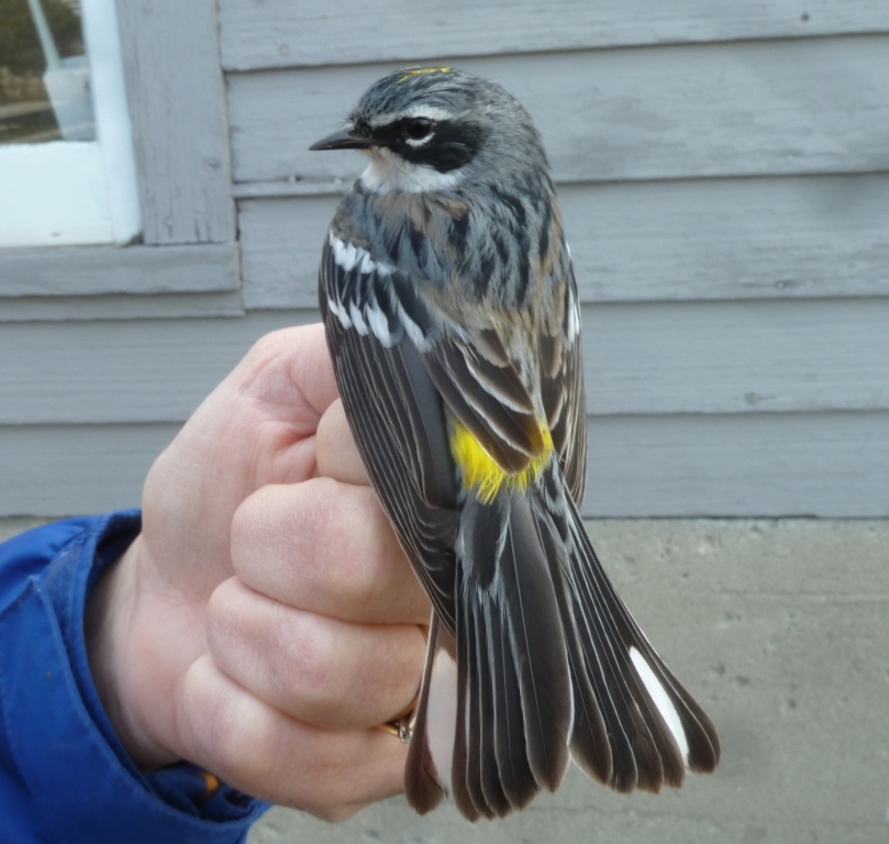 Our first warbler of the year: a brilliant male Yellow-rump.