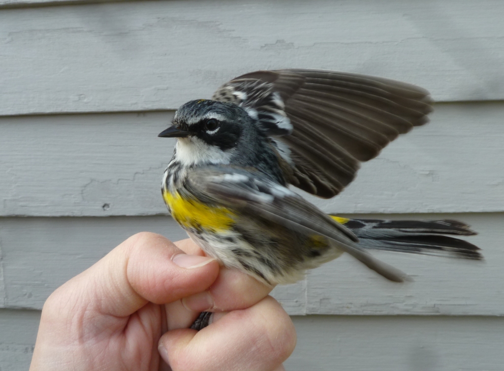 The Yellow-rumped Warbler showing off his golden chest patches and bright rump.