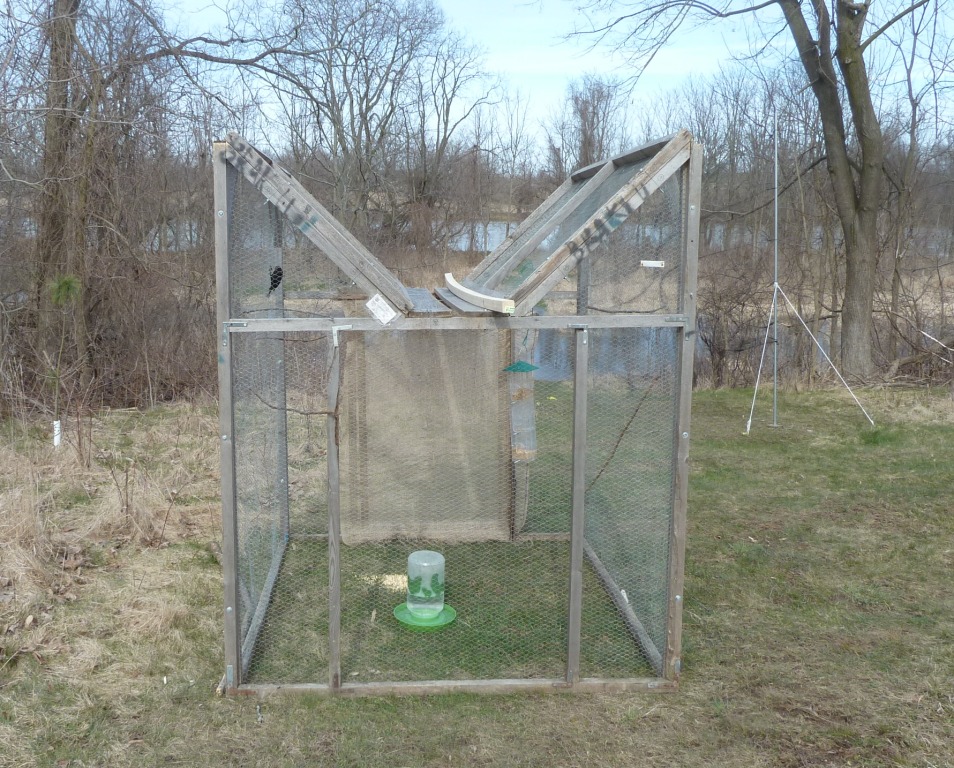 Lauren from the University of Western dropped off this large trap/holding cage for Brown-headed Cowbirds. Once again we will be shipping our cowbirds to Western, hopefully reducing the amount of nest parasitism in the immediate area.