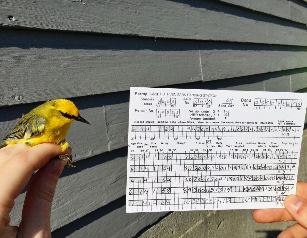 Originally banded on April 29th, 2011 as an ASY bird, this Blue-winged Warbler is at least 7 years old!! -A. Wilcox