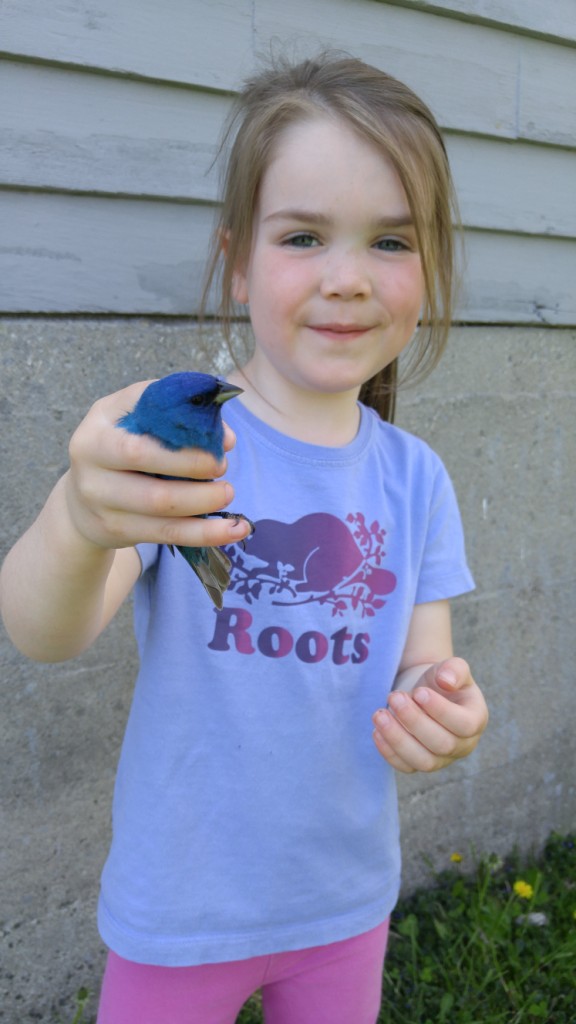 Caelyn releasing a brilliant male Indigo Bunting. -A. MacLeod