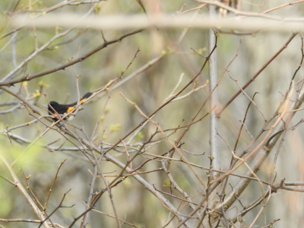 American Redstart working its way through the underbrush. -R. Bell