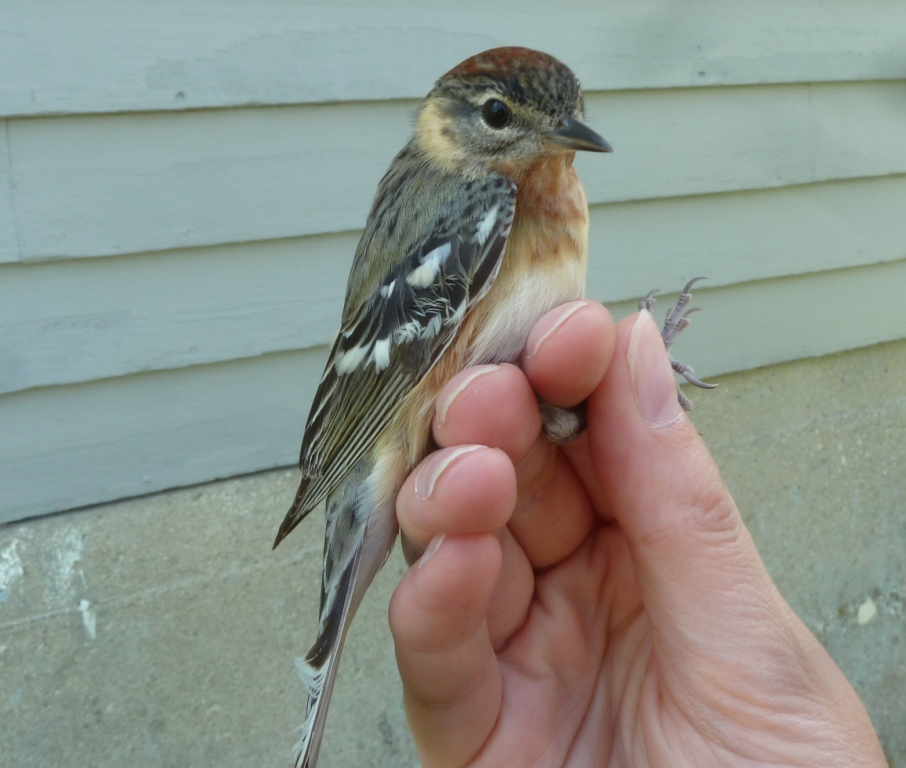 Female Bay-breasted Warbler.