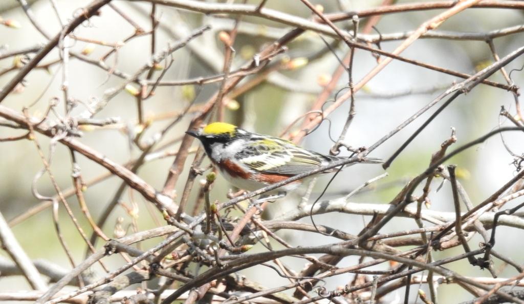 Chestnut-sided Warbler. -R. Bell