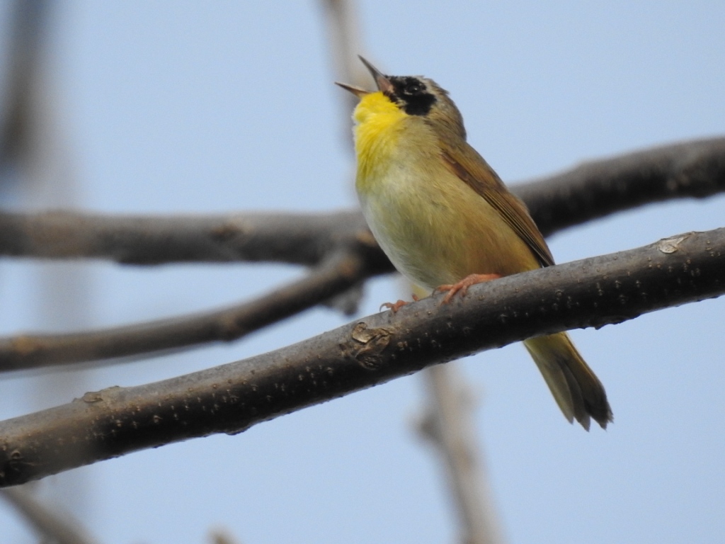 Common Yellowthroats were....well...common today. -R. Bell