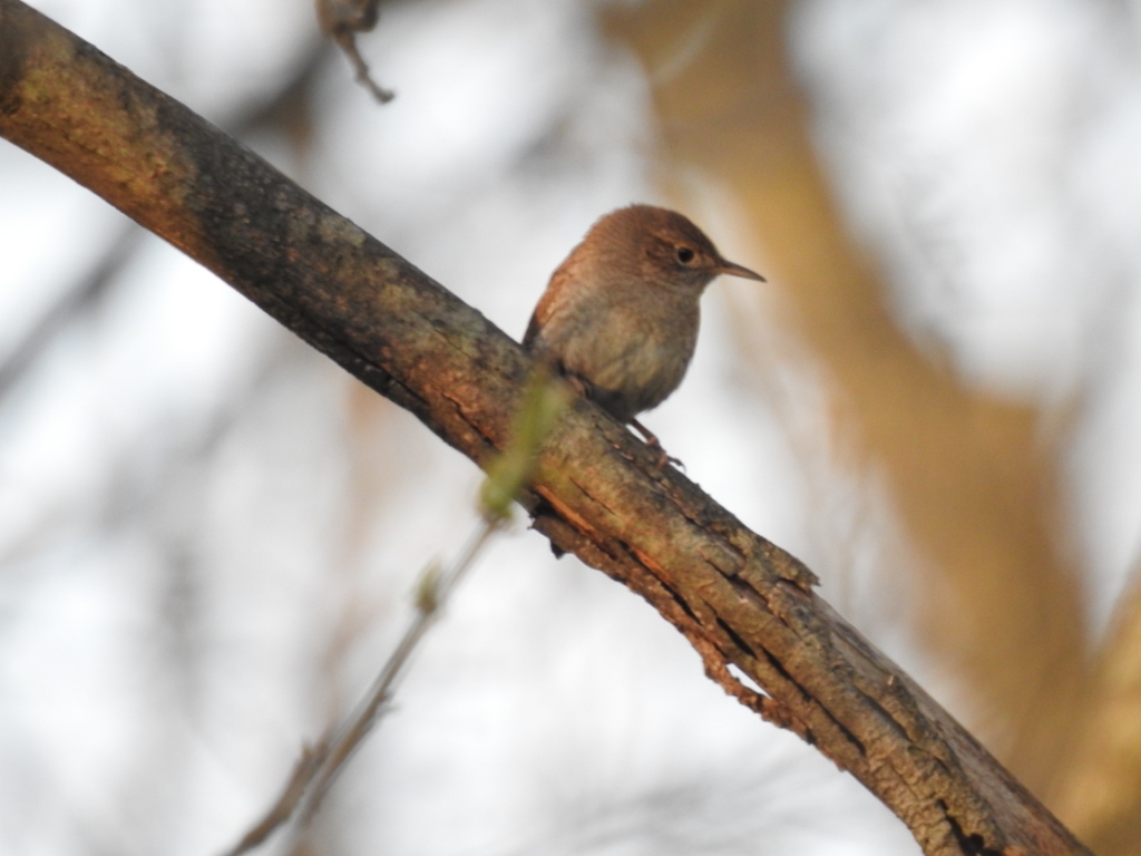 House Wren. -R. Bell