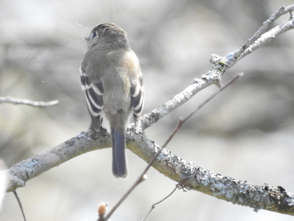 Least Flycatcher. -R. Bell