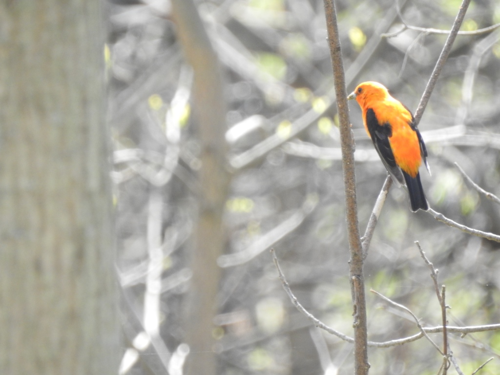 Scarlet Tanager - the orange look to it is due to the light and angle. -R. Bell