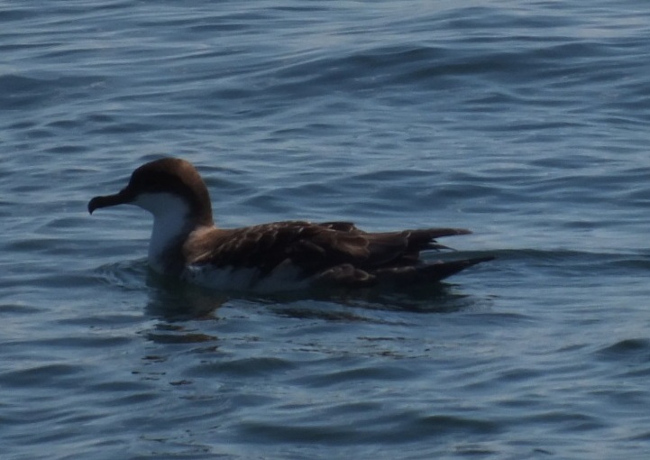 Great Shearwater