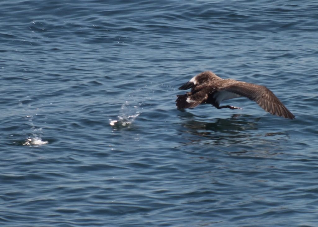 Great Shearwater running on the surface to get enough speed for liftoff - they need to do this in calm conditions.