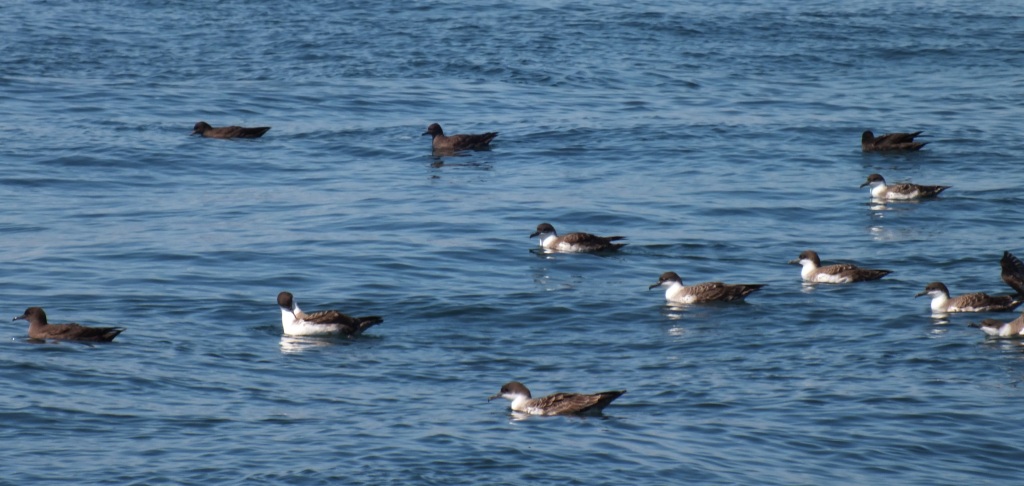Great Shearwater and Sooty Shearwater