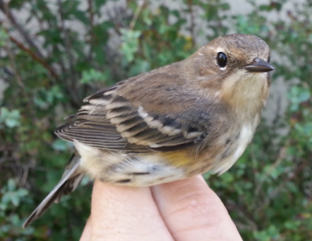 A very non-descript Yellow-rumped Warbler....but a Yellow-rumped Warbler nonetheless...and the first of the Fall season. -N. Furber