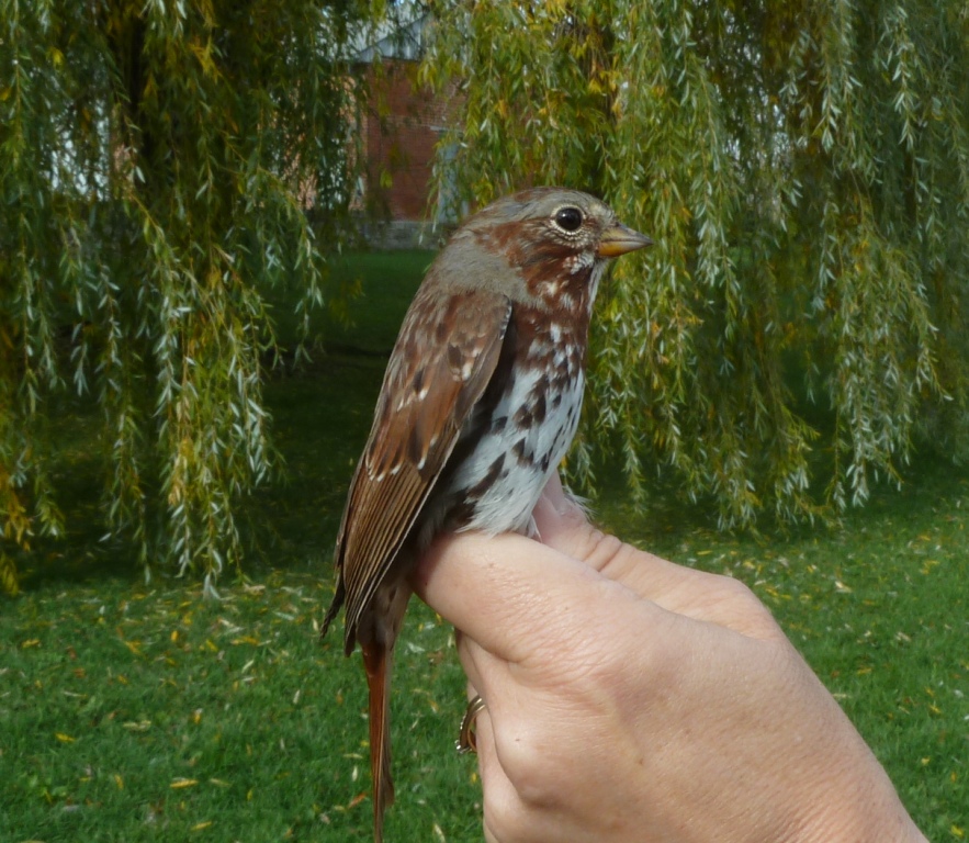 Debbie Lindeman chased up at least 3 of these Fox Sparrows while doing the census - a nice addition any time.