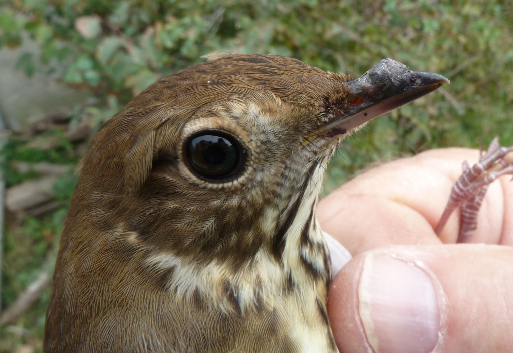 The growth on this young Hermit Thrush's bill was a cause for concern when we first banded it about a week ago. When we recaptured it today it had gained five and a half grams(!) and is doing well.