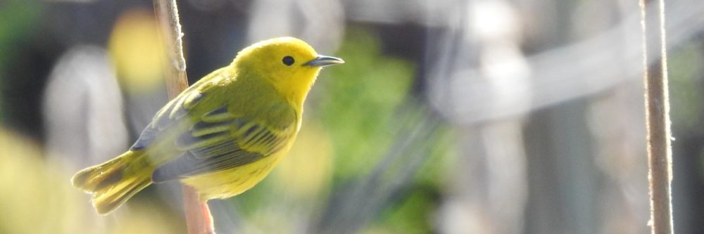 Haldimand Bird Observatory